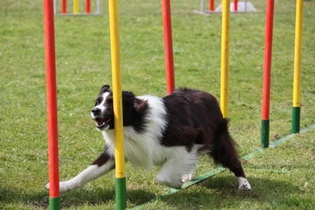 Agility Železniki  - foto