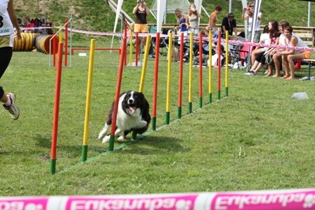 Agility Železniki  - foto