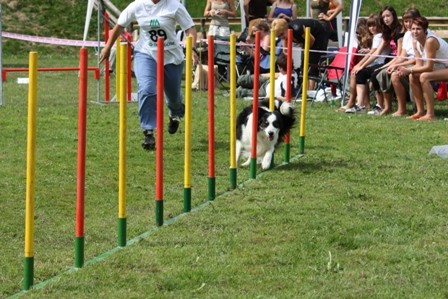 Agility Železniki  - foto