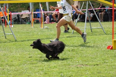 Agility Železniki  - foto