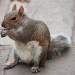 Greenwiška veverička