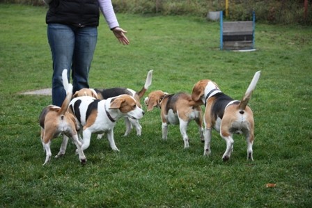 Beagle piknik Hrušica - foto povečava