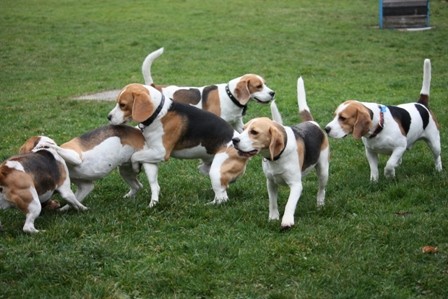 Beagle piknik Hrušica - foto