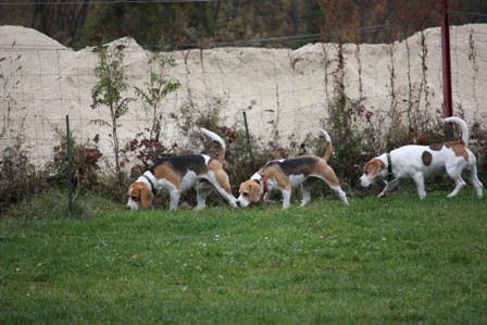 Beagle piknik Hrušica - foto
