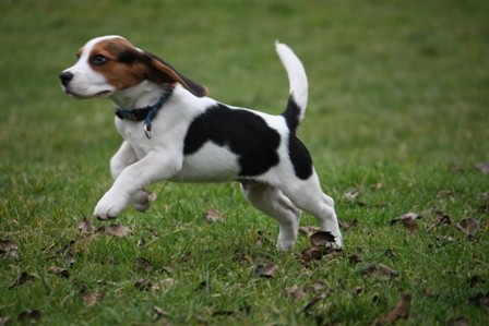 Beagle piknik Hrušica - foto