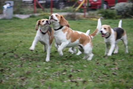 Beagle piknik Hrušica - foto