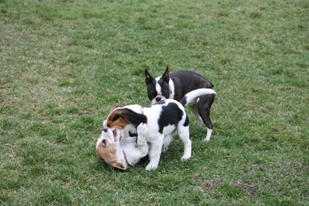 Beagle piknik Hrušica - foto povečava