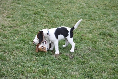 Beagle piknik Hrušica - foto povečava