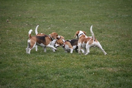 Beagle piknik Hrušica - foto