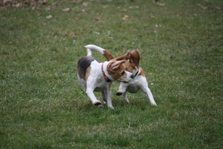 Beagle piknik Hrušica - foto