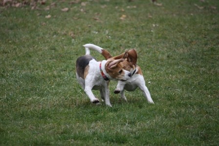 Beagle piknik Hrušica - foto povečava