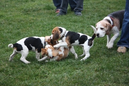 Beagle piknik Hrušica - foto povečava