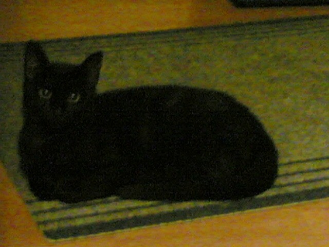 Gipsy - foto