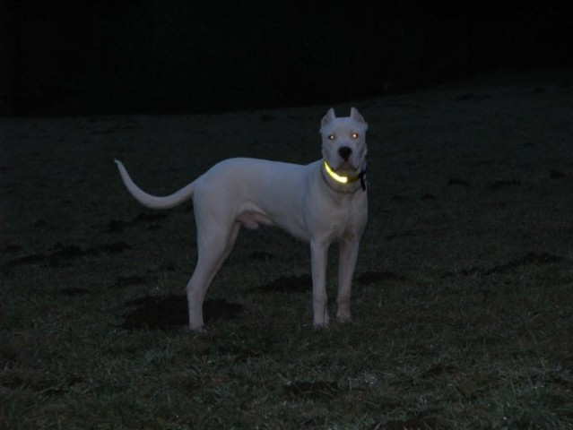 Coyote Khan de los Hijos de la Luna - foto