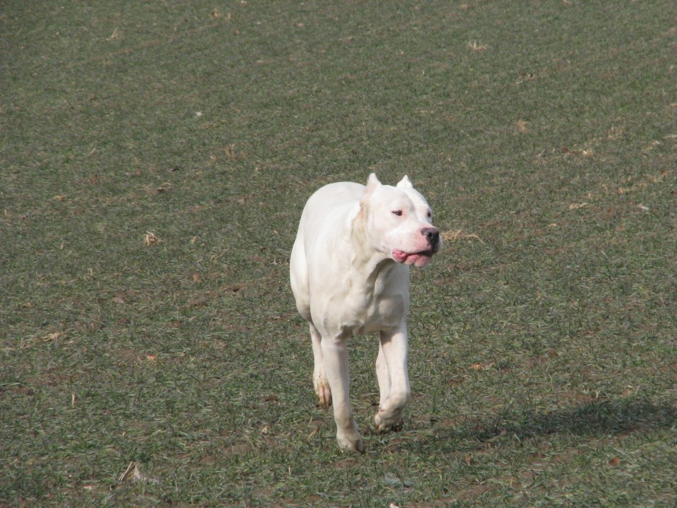 Coyote Khan de los Hijos de la Luna - foto povečava