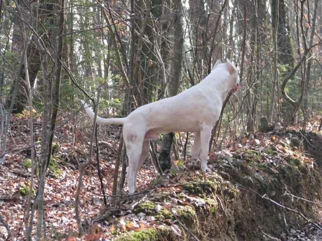 Coyote Khan de los Hijos de la Luna - foto
