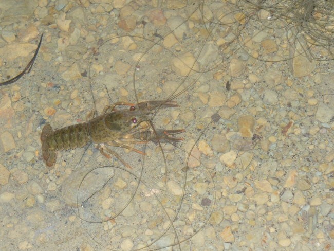 Moje fotke - foto povečava