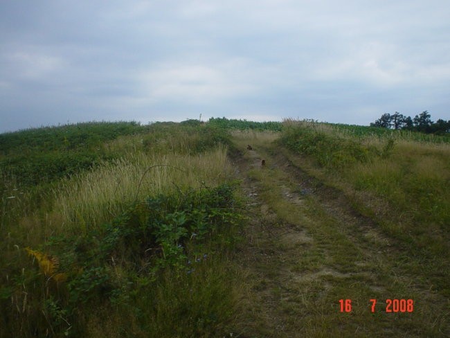 Fazani - foto povečava