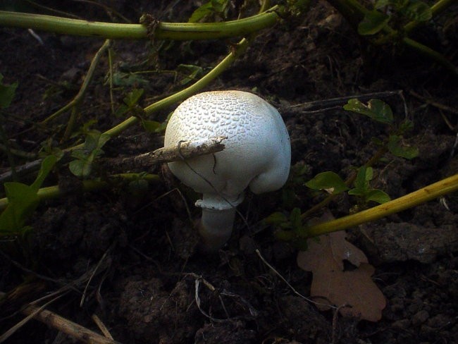 Nepoznate gljive - foto povečava