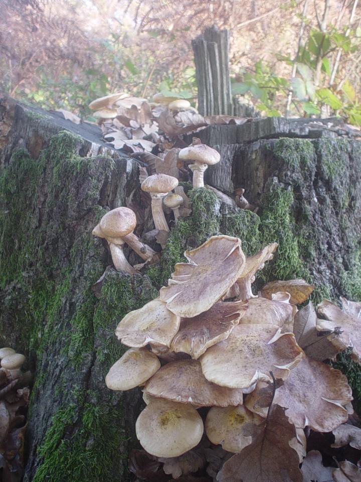 Nepoznate gljive - foto povečava