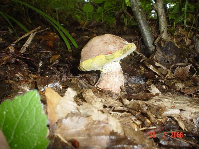 Prvi kojeg smo našli, tako je bio lijep da ga je bilo skoro pa šteta uzbrat.