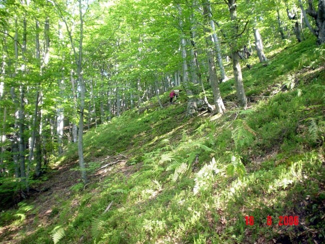 Gljivarenje - foto povečava