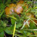 Da evo kako rastu te gljive SLINAVKE - SUILLUS u ccitavim hrpama gdje se nadje jedna mora 
