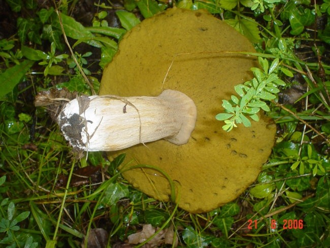 Gljivarenje - foto povečava
