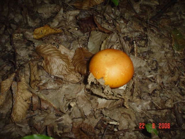 Gljivarenje - foto