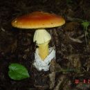 ove smo nassli u  susjednoj ssumi
22.08.2006 Sjeverno od mene ssume