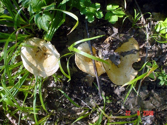 Gljivarenje - foto