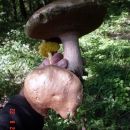Meni su pravi ljepotani kad su ovoliki  zdravi  i 
necrvljivi 
22.08.2006 Sjeverno od me
