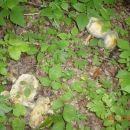 Blagve koje su poccele da trule
22.08.2006 Sjeverno od mene ssume