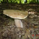 Drugi ljepotan
22.08.2006 Sjeverno od mene ssume