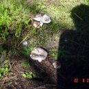 Kako ove smrde fuj
22.08.2006 Sjeverno od mene ssume