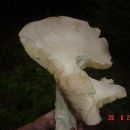 AA7 Jako interesantna velika gljiva 
29.08.2006 SJEVERNE SSUME