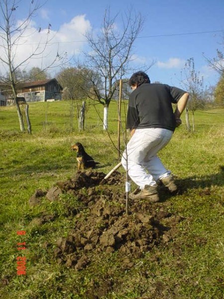 Sadjenje Voccki - foto povečava