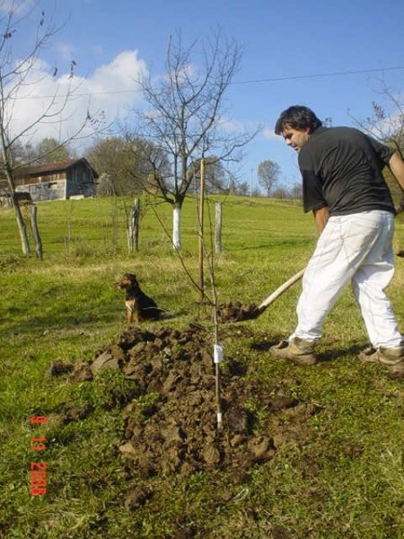 Sadjenje Voccki - foto