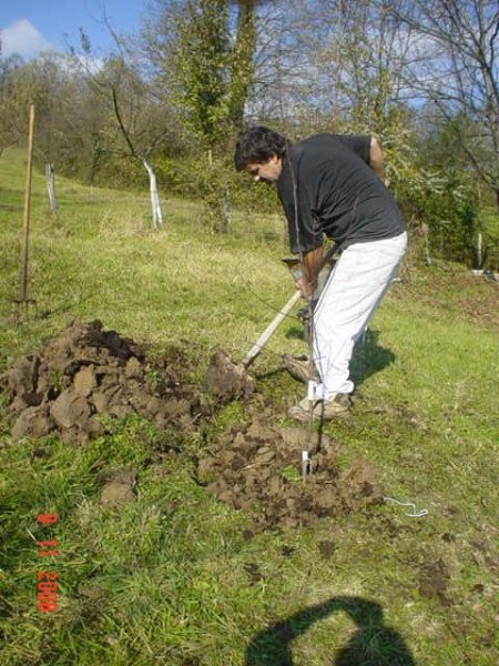 Sadjenje Voccki - foto