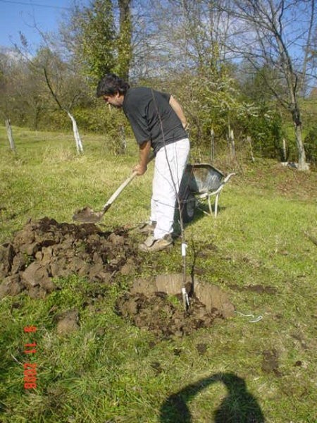 Sadjenje Voccki - foto