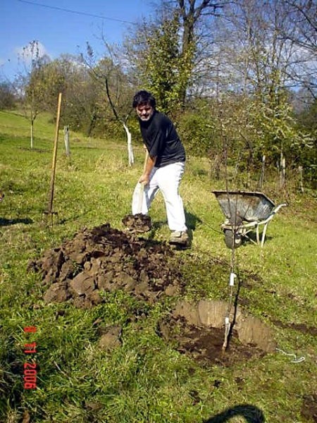 Sadjenje Voccki - foto