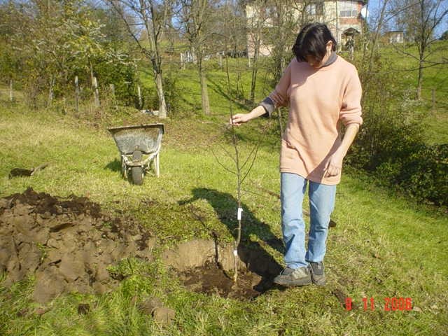 Sadjenje Voccki - foto povečava