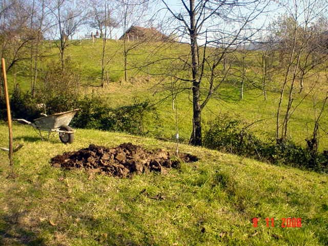 Sadjenje Voccki - foto