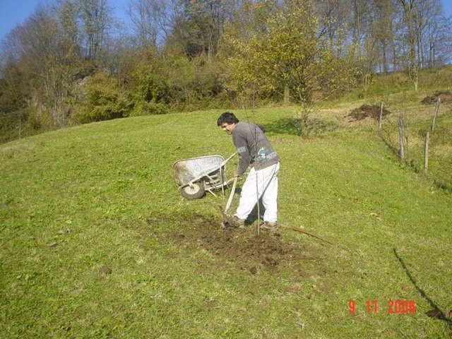 Sadjenje Voccki - foto