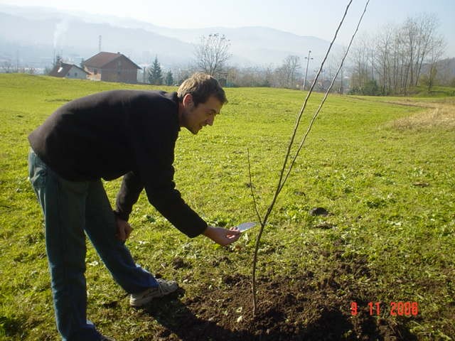 Sadjenje Voccki - foto povečava