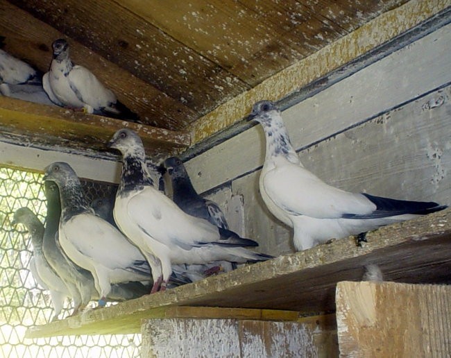 Ninetovi golubovi - foto povečava