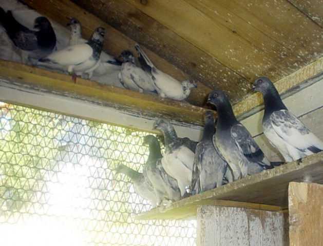 Ninetovi golubovi - foto