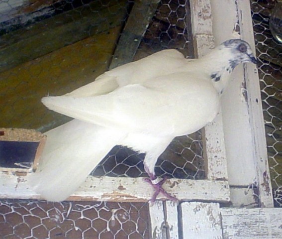 Ninetovi golubovi - foto