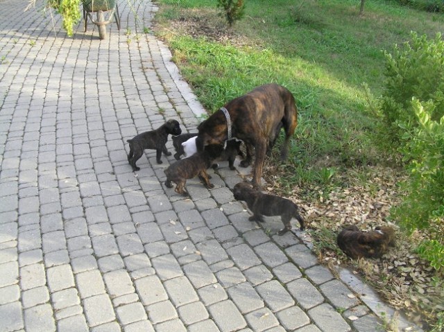 Mladički - 13.8 - foto