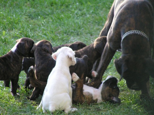 Cuccioli - 15.-27.8 - foto